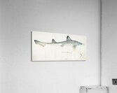 Antique fish Mustelus Antarcticus shark South Pacific Fishes by Frank Edward Clarke 1849-1899.  Acrylic Print