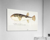 Antique fish Pufferfish South Pacific Fishes by Frank Edward Clarke 1849-1899.  Acrylic Print