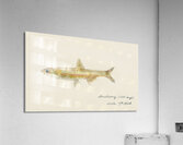 Antique fish engraulis australis anchovy South Pacific Fishes by Frank Edward Clarke 1849-1899.  Acrylic Print