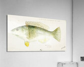 Antique fish Wrasse South Pacific Fishes by Frank Edward Clarke 1849-1899.  Acrylic Print