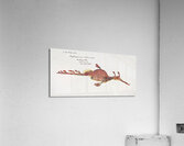 Antique fish phyllopteryx taeniolatus South Pacific Fishes by Frank Edward Clarke 1849-1899.  Acrylic Print