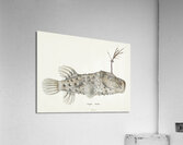 Antique Prickly anglerfish South Pacific Fishes by Frank Edward Clarke 1849-1899.  Acrylic Print