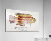 Antique Prickly anglerfish South Pacific Fishes by Frank Edward Clarke 1849-1899.  Acrylic Print