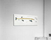 Antique fish gonorynchus fosteri sand fish South Pacific Fishes by Frank Edward Clarke 1849-1899.  Acrylic Print