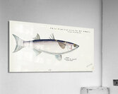 Antique fish Flathead grey mullet South Pacific Fishes by Frank Edward Clarke 1849-1899.  Acrylic Print