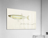 Antique fish Retropinna Retropinna South Pacific Fishes by Frank Edward Clarke 1849-1899.  Acrylic Print