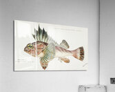 Antique fish neosebastes scorpaenoides ruddy gurnard perch South Pacific Fishes by Frank Edward Clarke 1849-1899.  Acrylic Print
