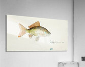 Antique fish Goldfish South Pacific Fishes by Frank Edward Clarke 1849-1899.  Acrylic Print