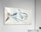 Antique fish Brama brama NZ - Ray’s Bream South Pacific Fishes by Frank Edward Clarke 1849-1899.  Acrylic Print