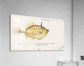 Antique fish Pseudomonacanthus peroni South Pacific Fishes by Frank Edward Clarke 1849-1899.  Acrylic Print