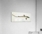 Antique fish Requiem Shark South Pacific Fishes by Frank Edward Clarke 1849-1899.  Acrylic Print