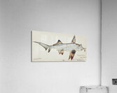 Antique fish callorhynchus milii elephant fish South Pacific Fishes by Frank Edward Clarke 1849-1899.  Acrylic Print