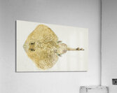 Antique fish sardinops neopilchardus pilchard South Pacific Fishes by Frank Edward Clarke 1849-1899.  Acrylic Print