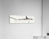 Antique fish South Pacific Fishes by Frank Edward Clarke 1849-1899.  Acrylic Print