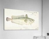 Antique fish Pseudophycis barbata Tas : Southern Bastard Red Cod South Pacific Fishes by Frank Edward Clarke 1849-1899.  Acrylic Print