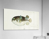 Antique fish diodon sp porcupine fish South Pacific Fishes by Frank Edward Clarke 1849-1899.  Acrylic Print