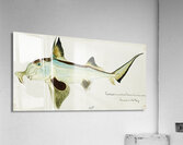 Antique Elephant fish South Pacific Fishes by Frank Edward Clarke 1849-1899.  Acrylic Print