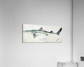 Antique fish Squalus acanthias NZ : Spotted spiny dogfish South Pacific Fishes by Frank Edward Clarke 1849-1899.  Acrylic Print
