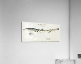 Antique fish Notorynchus cepedianus Tas : Broad seven-gill shark South Pacific Fishes by Frank Edward Clarke1849-1899.  Acrylic Print