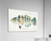 Antique fish Wrasse South Pacific Fishes by Frank Edward Clarke 1849-1899.  Acrylic Print