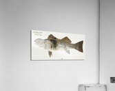 Antique fish aplodactylus arctidens marblefish keke South Pacific Fishes by Frank Edward Clarke 1849-1899.  Acrylic Print