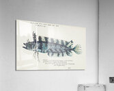 Antique fish possibly cristiceps sp weedfish South Pacific Fishes by Frank Edward Clarke 1849-1899.  Acrylic Print