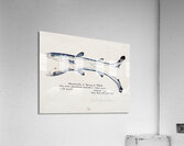 Antique fish Spotted spiny Dogfish South Pacific Fishes by Frank Edward Clarke 1849-1899.  Acrylic Print