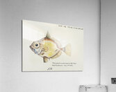 Antique fish Platystethus abbrevatus South Pacific Fishes by Frank Edward Clarke 1849-1899.  Acrylic Print