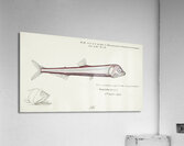 Antique fish Photichthys argenteus NZ : Lighthouse fish South Pacific Fishes by Frank Edward Clarke 1849-1899.  Acrylic Print