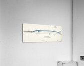 Antique fish Hyporhamphus Melanochir South Pacific Fishes by Frank Edward Clarke 1849-1899.  Acrylic Print