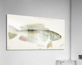 Antique fish Parapercis colias South Pacific Fishes by Frank Edward Clarke 1849-1899.  Acrylic Print