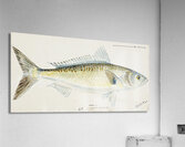 Antique fish Arripis trutta NZ : Kahawai South Pacific Fishes by Frank Edward Clarke 1849-1899.  Acrylic Print