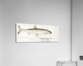 Antique fish White Spotted Greyling South Pacific Fishes by Frank Edward Clarke 1849-1899.  Acrylic Print