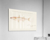 Antique fish athennidae South Pacific Fishes by Frank Edward Clarke 1849-1899.  Acrylic Print