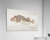 Antique fish Blennodon dorsale Giant triplefin South Pacific Fishes by Frank Edward Clarke 1849-1899.  Acrylic Print
