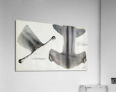 Antique fish Hammerhead Shark South Pacific Fishes by Frank Edward Clarke 1849-1899.  Acrylic Print