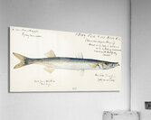 Antique fish Sphyraena novaehollandiae South Pacific Fishes by Frank Edward Clarke 1849-1899.  Acrylic Print