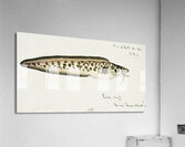 Antique fish genypterus sp ling South Pacific Fishes by Frank Edward Clarke 1849-1899.  Acrylic Print