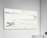 Antique fish Benthodesmus Elongatus South Pacific Fishes by Frank Edward Clarke 1849-1899.  Acrylic Print