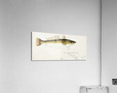 Antique fish platycephalus bassensis South Pacific Fishes by Frank Edward Clarke 1849-1899.  Acrylic Print