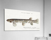 Antique Climbing Galaxias South Pacific Fishes by Frank Edward Clarke 1849-1899.  Acrylic Print