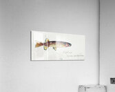 Antique fish Galaxias Maculatus South Pacific Fishes by Frank Edward Clarke 1849-1899.  Acrylic Print