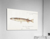 Antique fish galaxias gracilis dwarf inanga South Pacific Fishes by Frank Edward Clarke 1849-1899.  Acrylic Print