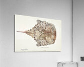 Antique Prickly anglerfish South Pacific Fishes by Frank Edward Clarke 1849-1899.  Acrylic Print