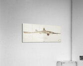 Antique fish pristiophorus nudipinnis South Pacific Fishes by Frank Edward Clarke 1849-1899.  Acrylic Print