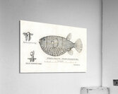 Antique Gillbanks Globe fish South Pacific Fishes by Frank Edward Clarke 1849-1899.  Acrylic Print