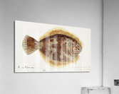 Antique fish Rhombosolea retiaria NZ : Black flounder South Pacific Fishes by Frank Edward Clarke 1849-1899.  Acrylic Print