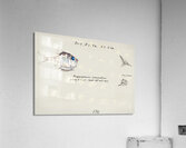 Antique drawing watercolor common hatchetfish marine life. South Pacific Fishes by Frank Edward Clarke 1849-1899. Acrylic Print