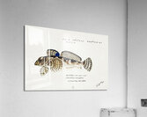 Antique Thornfish South Pacific Fishes by Frank Edward Clarke 1849-1899.  Acrylic Print