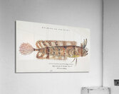 Antique fish possibly cristiceps australis weedfish South Pacific Fishes by Frank Edward Clarke 1849-1899.  Impression acrylique